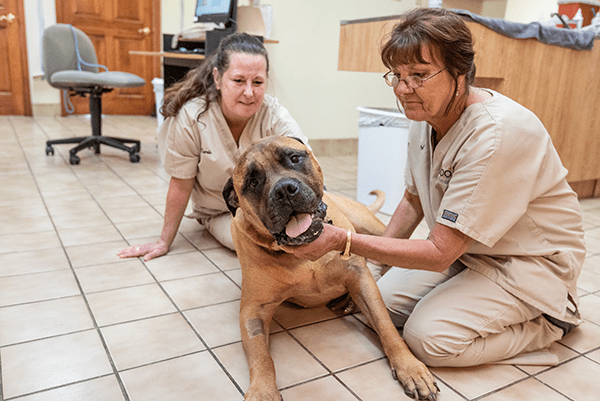 staff-with-large-dog