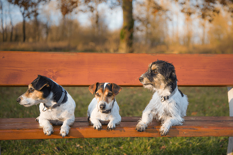 three-dogs-on-bench